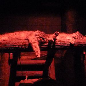 Nocturnal House - Pallas' Cats