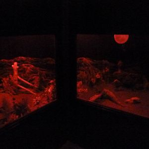 Nocturnal House - Burrowing Owl Exhibit (with moon mural)