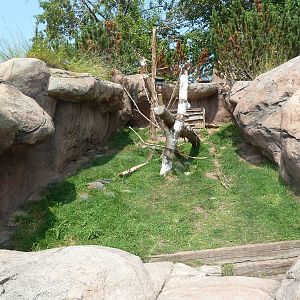 North American Porcupine Exhibit