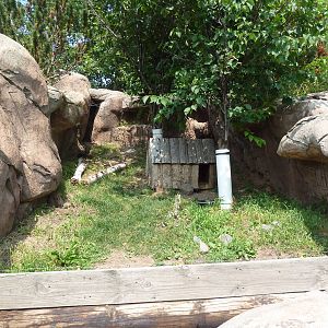 Striped Skunk Exhibit