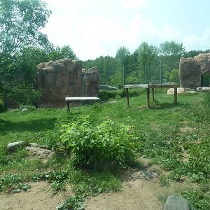 Amur Tiger Exhibit
