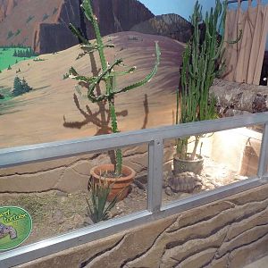 Learning Center - Desert Tortoise Exhibit