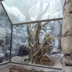 Reeve's Muntjac/Lady Amherst's Pheasant Exhibit (lower level)