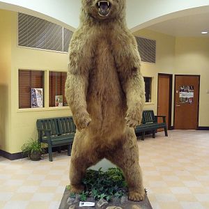 Taxidermy Specimen: Kodiak Bear