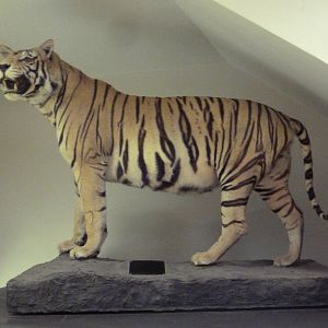 Taxidermy Specimen: Bengal Tiger
