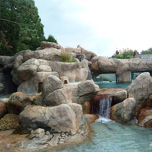 African Penguin/South African Shelduck Exhibit