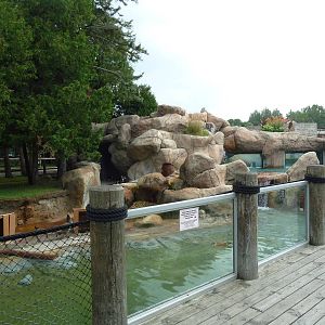 African Penguin/South African Shelduck Exhibit