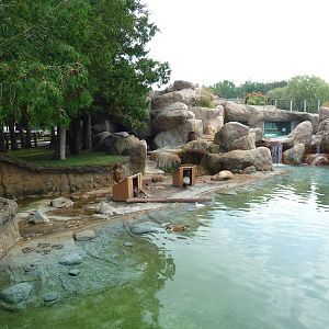 African Penguin/South African Shelduck Exhibit