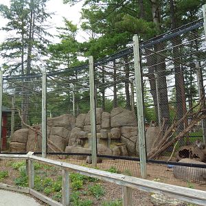 Japanese Macaque Exhibit