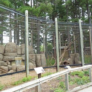 Japanese Macaque Exhibit