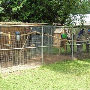 Hyacinth Macaw Exhibit
