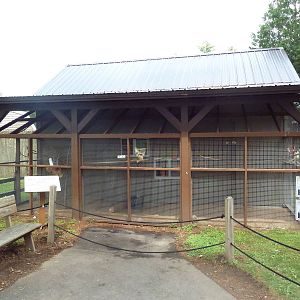 Rainbow Lorikeet/Dusky Lorikeet Exhibit