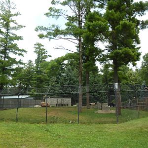 Wisconsin Trails - American Black Bear Exhibit