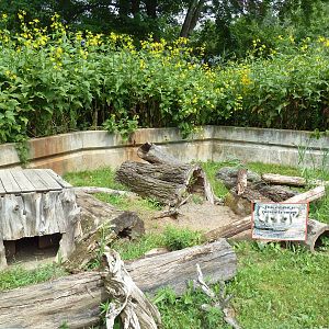 American Badger Exhibit (currently empty)