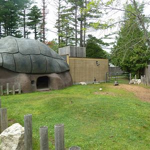 Aldabra Tortoise Exhibit