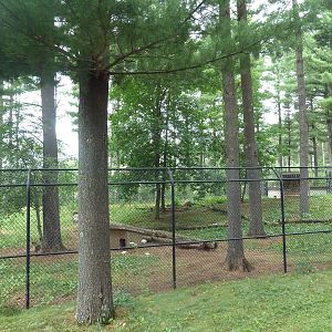 Wisconsin Trails - Red Wolf Exhibit