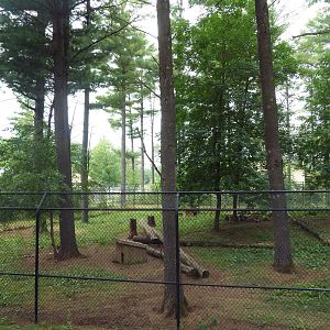 Wisconsin Trails - Red Wolf Exhibit