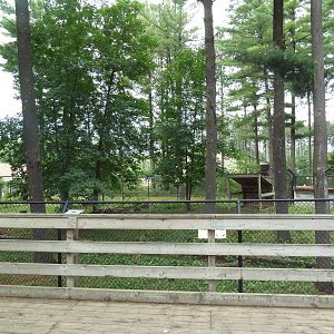 Wisconsin Trails - Red Wolf Exhibit