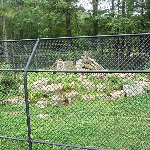 Wisconsin Trails - Cougar Exhibit