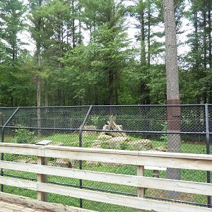 Wisconsin Trails - Cougar Exhibit