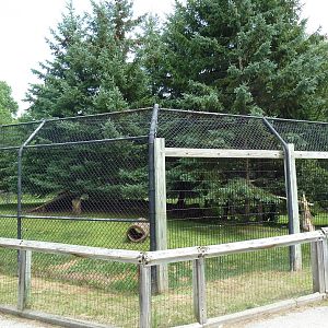 Wisconsin Trails - Canada Lynx Exhibit