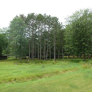 Wisconsin Trails - White-Tailed Deer/Wild Turkey Exhibit