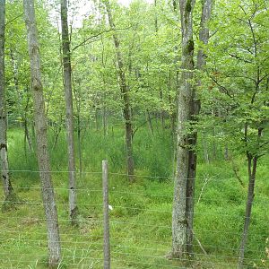 Northern Trail - Moose Exhibit (1 of 3 Moose yards)