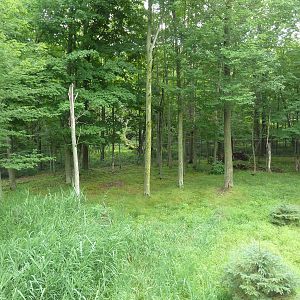 Northern Trail - Moose Exhibit (1 of 3 Moose yards)