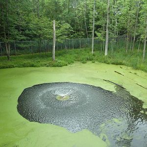 Northern Trail - Moose Exhibit (1 of 3 Moose yards)