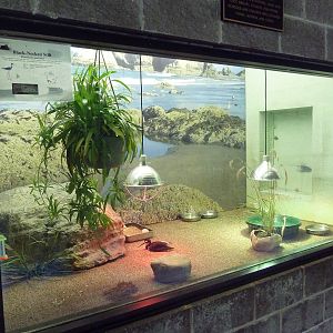 Northern Trail - Viewing Platform - Black-Necked Stilt Exhibit