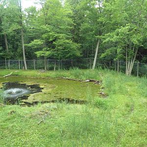 Northern Trail - Moose Exhibit (1 of 3 Moose yards)