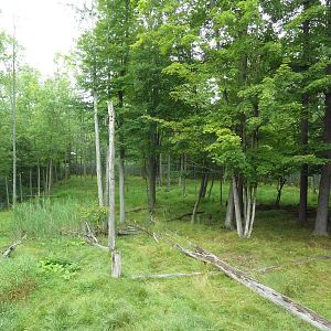 Northern Trail - Moose Exhibit (1 of 3 Moose yards)