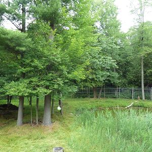 Northern Trail - Moose Exhibit (1 of 3 Moose yards)