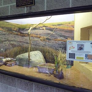 Northern Trail - Viewing Platform - Black-Footed Ferret Exhibit