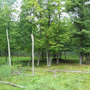 Northern Trail - Moose Exhibit (1 of 3 Moose yards)