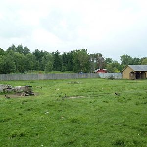 American Bison/Pronghorn Antelope Exhibit