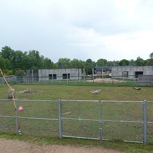 Reticulated Giraffe Exhibit (with lion exhibit in background)