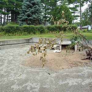 Black-Tailed Prairie Dog Exhibit