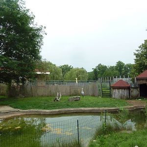 Wattled Crane Exhibit