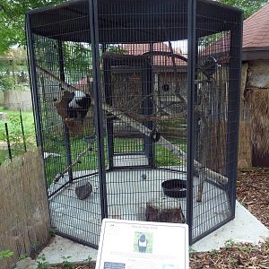 African Pied Crow Exhibit