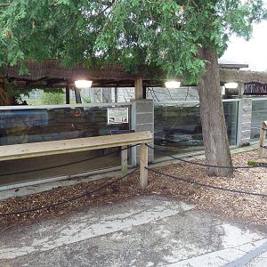 Albino American Alligator Exhibit