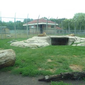 Lion Exhibit