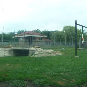Lion Exhibit