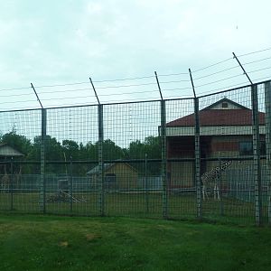 Reticulated Giraffe Exhibit
