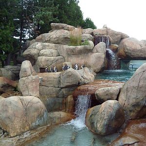 African Penguin/South African Shelduck Exhibit