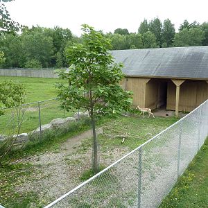 American Bison/Pronghorn Antelope Exhibit (side yard)