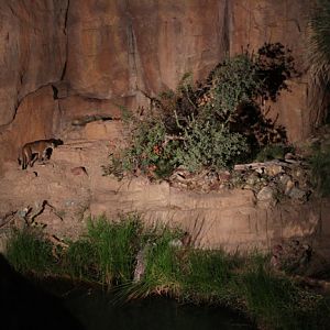 night zoo - Aug 30, 2014