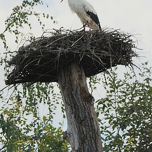 white stork