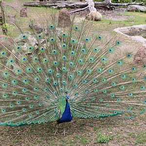 peafowl