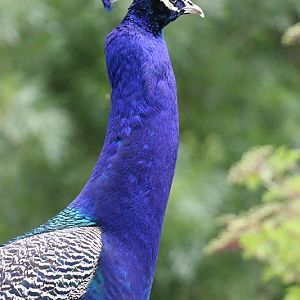 peafowl